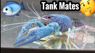 Electric Blue Crayfish Tank Mates [upl. by Arly]