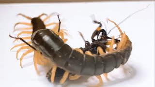 【閲覧注意】サシガメを一瞬で捕らえるトビズムカデ‗A centipede that instantly captures the assassin bug ＜生物観察 昆虫バトル 爬虫類 飼育＞ [upl. by Narej]