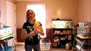 Reptile Room Tour Plated Lizard [upl. by Forward900]