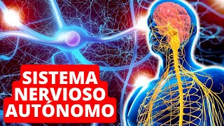 El SISTEMA NERVIOSO AUTÓNOMO explicado funciones y estructura 🧠 [upl. by Burtis]