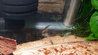 HOW TO BREED PYGMY CORYS PART 2 [upl. by Tonye]