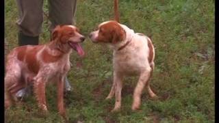 The Brittany Spaniel  Pet Dog Documentary English [upl. by Ceil915]