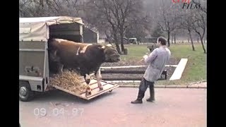 Stier Bulle zum Wiegehäuschen 1987 [upl. by Euqinu]