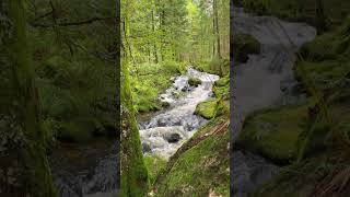 Envie de visiter le Canada  Mais connaistu la beauté des Vosges  nature travel shorts vosges [upl. by Avilys62]