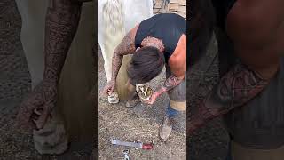 Horse Hoof Trimming [upl. by Liam]