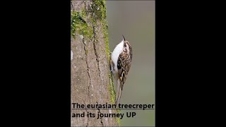 The eurasian treecreeper Certhia familiaris [upl. by Cima]