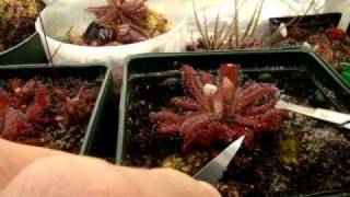 Taking Sundew Leaf Cuttings Part 1 Collecting leaves and propagating plants from them [upl. by Attennot833]