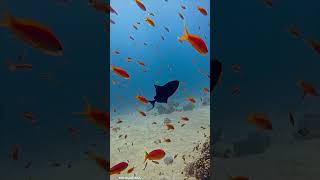 Sea Goldie Pseudanthias squamipinnis calm fish beautifulanimals fishing beautifulfish ocean [upl. by Avonasac]