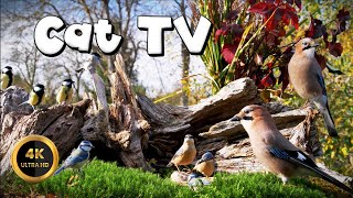 Cat TV for Cats to Watch 🐈  SMALL BOSS NUTHATCH🐦‍⬛ 4K [upl. by Naleag797]