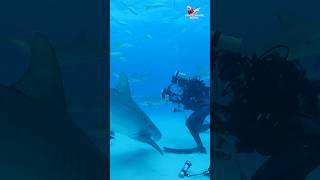 Tiger Shark diver and sharks on a busy day Tiger Beach Bahamas [upl. by Holsworth]