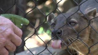 Hansel the Fossa [upl. by Faunia]