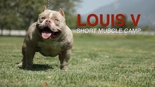 AMERICAN BULLY  LOUIS V IS DAX DONE RIGHT [upl. by Lj169]