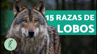 15 TIPOS de LOBOS que existen 🐺 Características y nombres de los lobos [upl. by Avrenim]