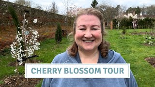 Cherry Blossom Tour Planting Shrubs Garden Tidy Seedling Update Cottoverdi [upl. by Essined]