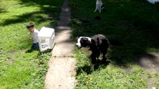 Border Collie Herding Toddler [upl. by Airdnala795]