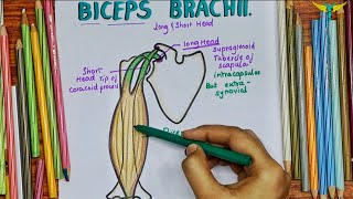 Biceps Brachii Muscle  Origin  Insertion Nerve supply  Actions  Clinical Testing [upl. by Sapowith]