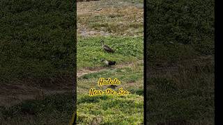 HADEDA Birds near the SEAThis IS So STRANGEThis is the first time that Ive seen them near Sea [upl. by Nylissej]