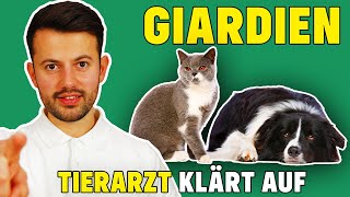 Giardien bei Hund und Katze  Was tun bei Giardiose [upl. by Mathilda]