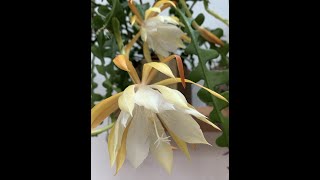 Flower stages of Fishbone Cactus Epiphylum anguliger [upl. by Colwen]