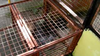 Macaque attack in Perlis Snake Farm [upl. by Bari721]