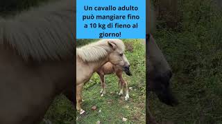 I Cavalli e il Fieno Quanto Mangiano Davvero in un Giorno shorts curiosità horsecute pets [upl. by Pip850]