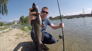 How to catch catfish in a pond  Bank fishing for catfish in a city pond [upl. by Fablan]