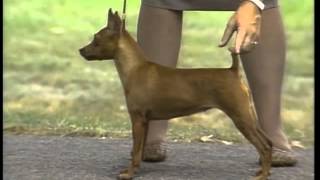 Miniature Pinscher  AKC Dog Breed Series [upl. by Assiroc]