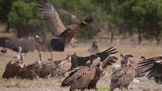 Cinereous vulture Griffon Vulture  Caceres Extremadura Spain [upl. by Eirellav666]