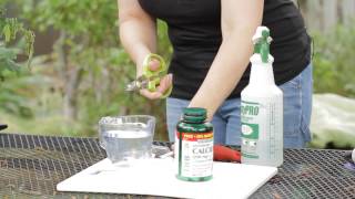 How to Make a Calcium Spray for Tomatoes  Garden Space [upl. by Olen]