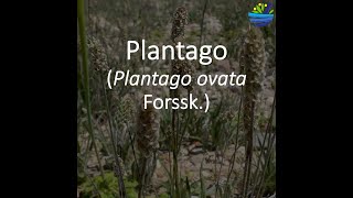 Plantago [upl. by Idalla]