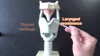 Larynx Model  Respiratory System [upl. by Olds66]