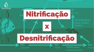 Aprenda de forma fácil tudo sobre Nitrificação e Desnitrificação [upl. by Shetrit263]