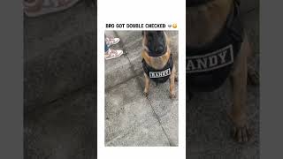 Bro got double checked lol bruh funny dog dogs subscribe trending [upl. by Ripleigh90]