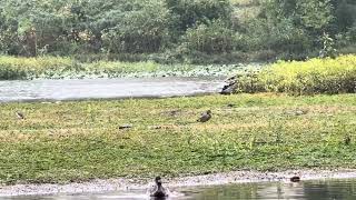 Green winged teal Spot sandpiper Egret Kat Tharrington style of bird and wildlife watching [upl. by Inaflahk145]