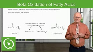 Beta Oxidation of Fatty Acids  Lipid Metabolism [upl. by Nnylkcaj]