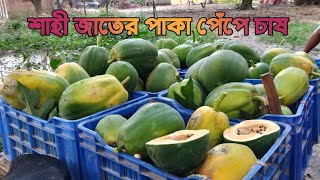 উন্নত জাতের পেঁপে চাষশাহী জাতের পেঁপেপাকা পেঁপে বীজ তৈরির জন্য।।পাকা পেঁপে খাওয়ার জন্য।। [upl. by Natanoy984]