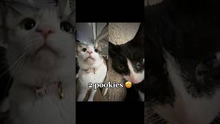 pookie 😍 edit cat fyp youtubeshorts youtube shorts cute cats [upl. by Grigson]