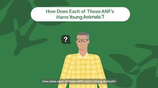 What are ANFs and why do we talk about them so much [upl. by Narhem]