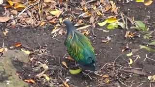 Nicobar Pigeon Caloenas nicobarica Male and Female birds BETTER IMAGE QUALITY VERSION [upl. by Karel]