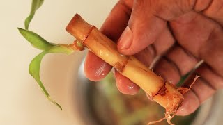 Revive dying lucky bamboo plant [upl. by Ruffi]