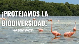 Amenazas a la biodiversidad de la Península de Yucatán [upl. by Allesor]