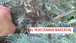 EL TEJO EUROPEO TAXUS BACCATA [upl. by Fosque563]