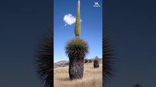 Puya Raimondi una planta gigante  plantas naturaleza naturalezayambiente youtubeshorts peru [upl. by Yentruocal]