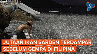 Jutaan Ikan Sarden Terdampar 2 Hari Sebelum Gempa M 67 di Filipina Sinyal Bencana [upl. by Novy]