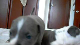 Blue pitbull pups on guam 3 weeks old [upl. by Seldon]