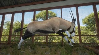 RARE Gemsbok in Singleplayer  theHunter Call of the Wild [upl. by Pia237]