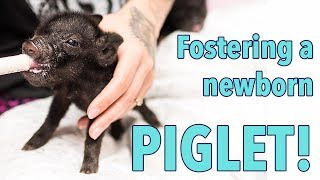 Fostering a Newborn Piglet [upl. by Aridan72]