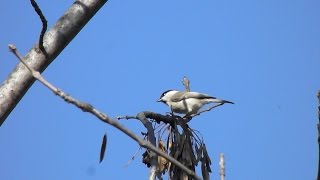 Pitigoi sur  Poecile palustris Marsh Tit [upl. by Melly]