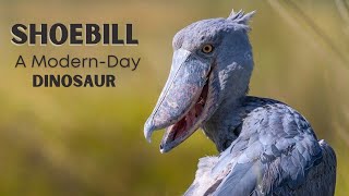 Shoebill Stork A Rare and Endangered Bird  Living Dinosaur  Facts amp Info [upl. by Nnyleve]