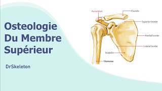 DrSkeleton  Anatomie  Osteologie du membre supérieur  clavicule  Scapula  Humérus [upl. by Anerbes]